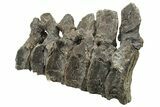 Articulated Hadrosaur (Maiasaura) Caudal Vertebrae - Montana #227424-2